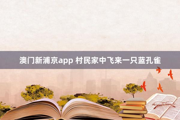 澳门新浦京app 村民家中飞来一只蓝孔雀